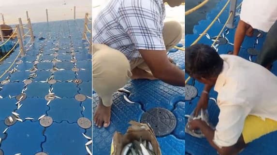  ഫ്ളോട്ടിങ് ബ്രിഡ്ജിൽ വീണ്ടും പെടയ്ക്കണ  മത്തി; വാരിക്കൂട്ടി സഞ്ചാരികള്‍