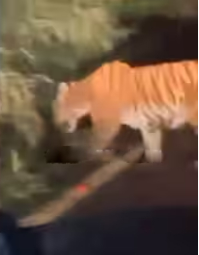  താമരശ്ശേരി ചുരത്തില്‍ കടുവയിറങ്ങി; യാത്രക്കാര്‍ക്ക് മുന്നറിയിപ്പ്