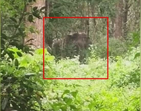  വയനാട്ടില്‍ ബസിടിച്ച് പരിക്കേറ്റ കാട്ടാന ചരിഞ്ഞു