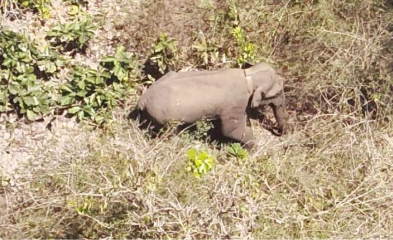  ആനയെ കാണുന്നുണ്ടെങ്കിലും ഉന്നംപിടിക്കാൻ പാകത്തിന് കിട്ടുന്നില്ല; ബേലൂർ മഖ്നയെ മയക്കുവെടി വയ്ക്കാനുള്ള ശ്രമം ഇന്നും തുടരും
