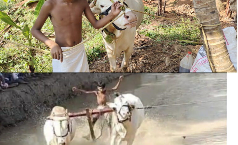  ഒരു ഗ്രാമത്തിന്റെ ഉത്സവം : പുല്ലാളൂർ ചെളിക്കണ്ടത്തിലെ കാളപൂട്ടിന് വര്ഷങ്ങളുടെ കഥപറയാനുണ്ട്, ഒപ്പം ഒരു പതിനാലു വയസ്സുകാരന്റെ ആവേശവും