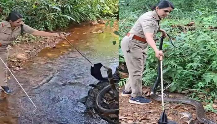  രാജവെമ്പാലയെ പിടിക്കാന്‍ ആഗ്രഹം; ഒടുവില്‍ കൂട്ടിലാക്കി ഫോറസ്റ്റ് ഓഫീസര്‍ റോഷ്‌നി; വീഡിയോ വൈറല്‍