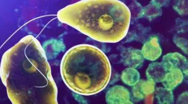  മലപ്പുറത്ത് വീണ്ടും അമീബിക് മസ്തിഷ്‌ക ജ്വരം; 11 വയസുള്ള കുട്ടിക്ക് രോഗം സ്ഥിരീകരിച്ചു