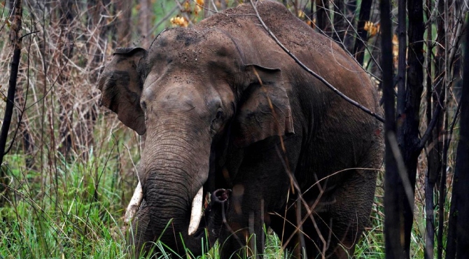  കോയമ്പത്തൂരിൽ കാട്ടാന ആക്രമണത്തിൽ കർഷകന് ദാരുണാന്ത്യം