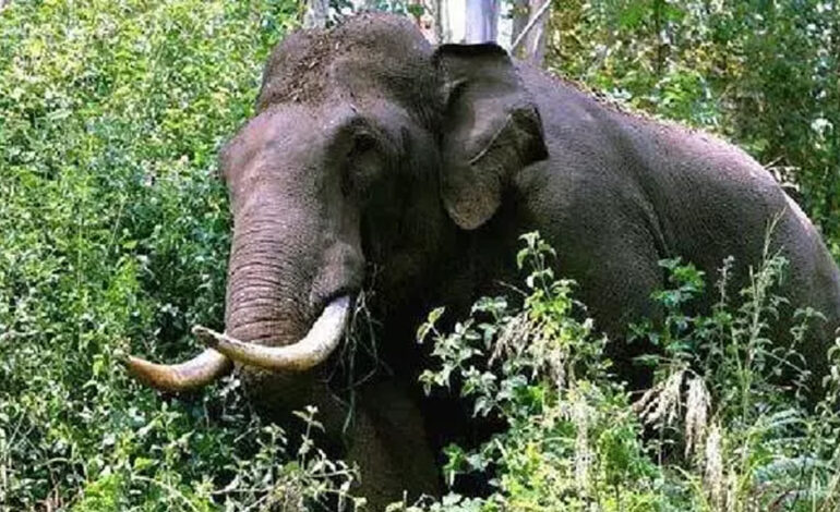  ആനയുടെ ചവിട്ടേറ്റു; കുടകില്‍ ഐപിഎസ് ഉദ്യോഗസ്ഥന്റെ ഭാര്യയ്ക്ക് ദാരുണാന്ത്യം